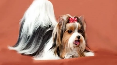 Cele mai scurte rase de câini din lume